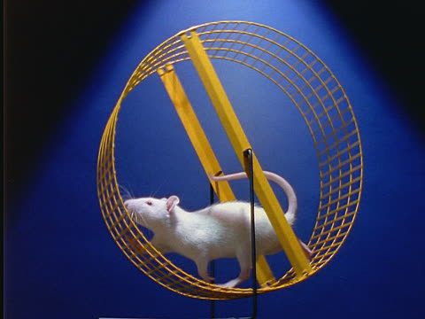 Rat on a wheel