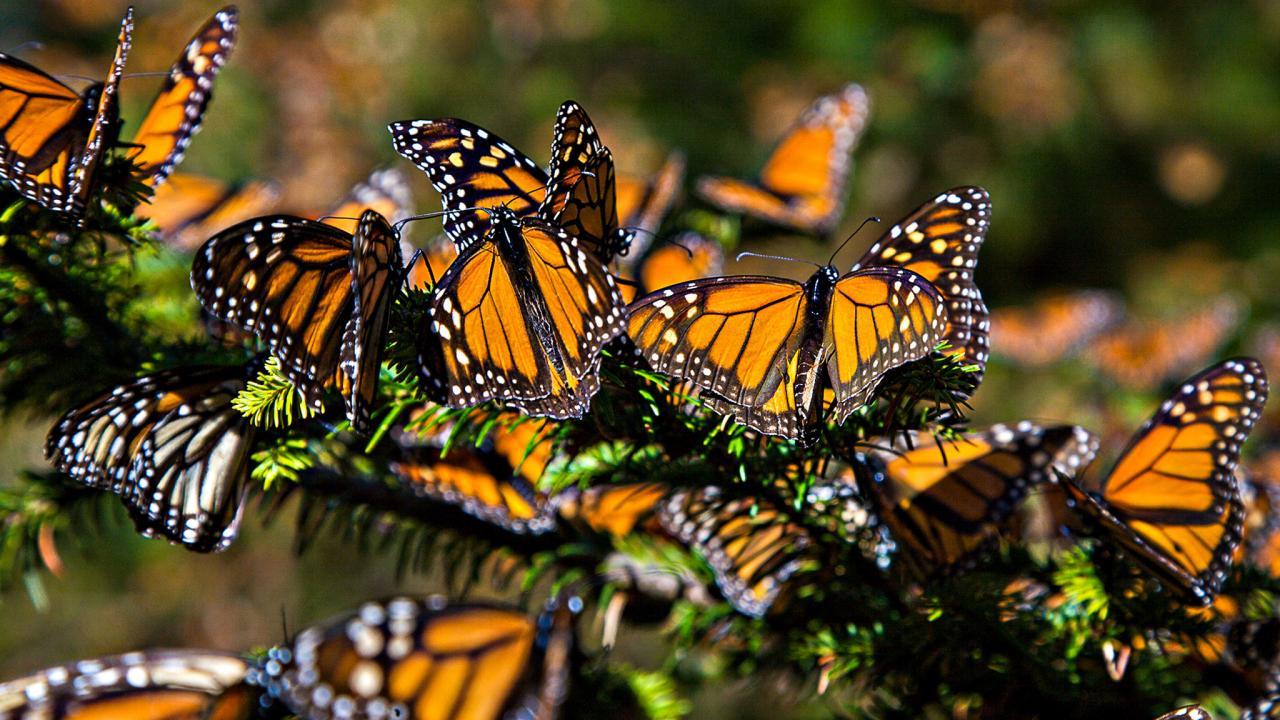 Monarch butterflies